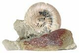 Iridescent, Pyritized Ammonite (Quenstedticeras) Fossil Display #193224-1